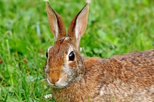 Alert Cottontail